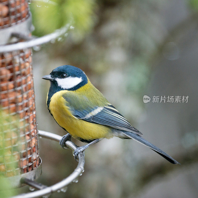 大山雀(Parus major) Kohlmeise